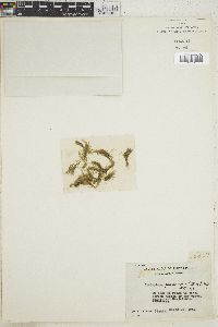 Cladophora fascicularis image