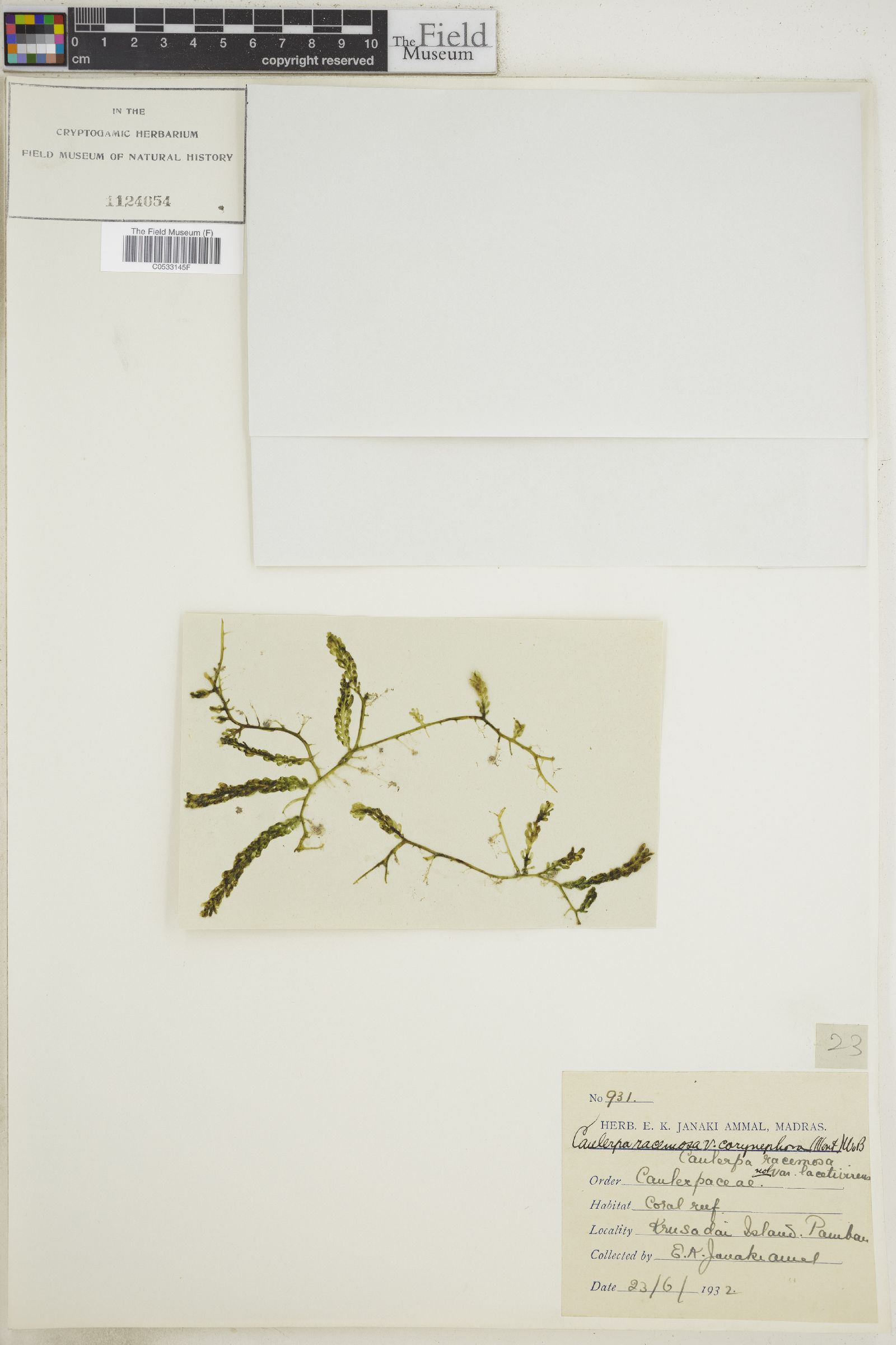 Caulerpa corynephora image