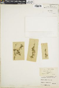 Nitella blankinshipii var. occidentalis image