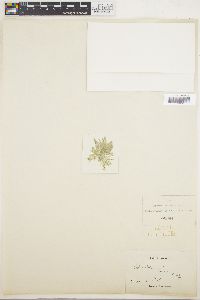 Siphonocladus tropicus image