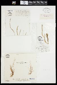 Bolbocoleon piliferum image