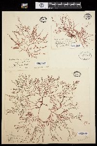 Acanthococcus antarcticus image