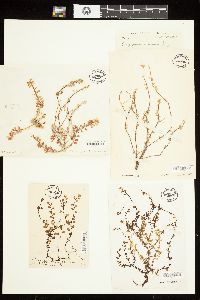 Botryocladia botryoides image