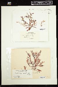 Craspedocarpus erosus image