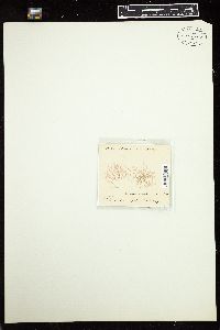 Ptilocladia australis image
