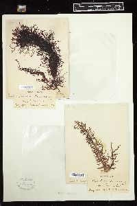 Cumagloia andersonii image