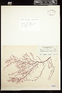 Rhodoptilum plumosum image