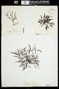 Acanthophora muscoides image