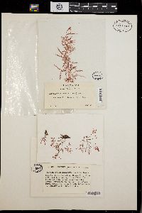 Asparagopsis hamifera image