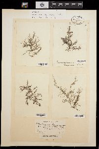Batrachospermum boryanum image