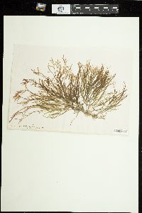 Champia viridis image