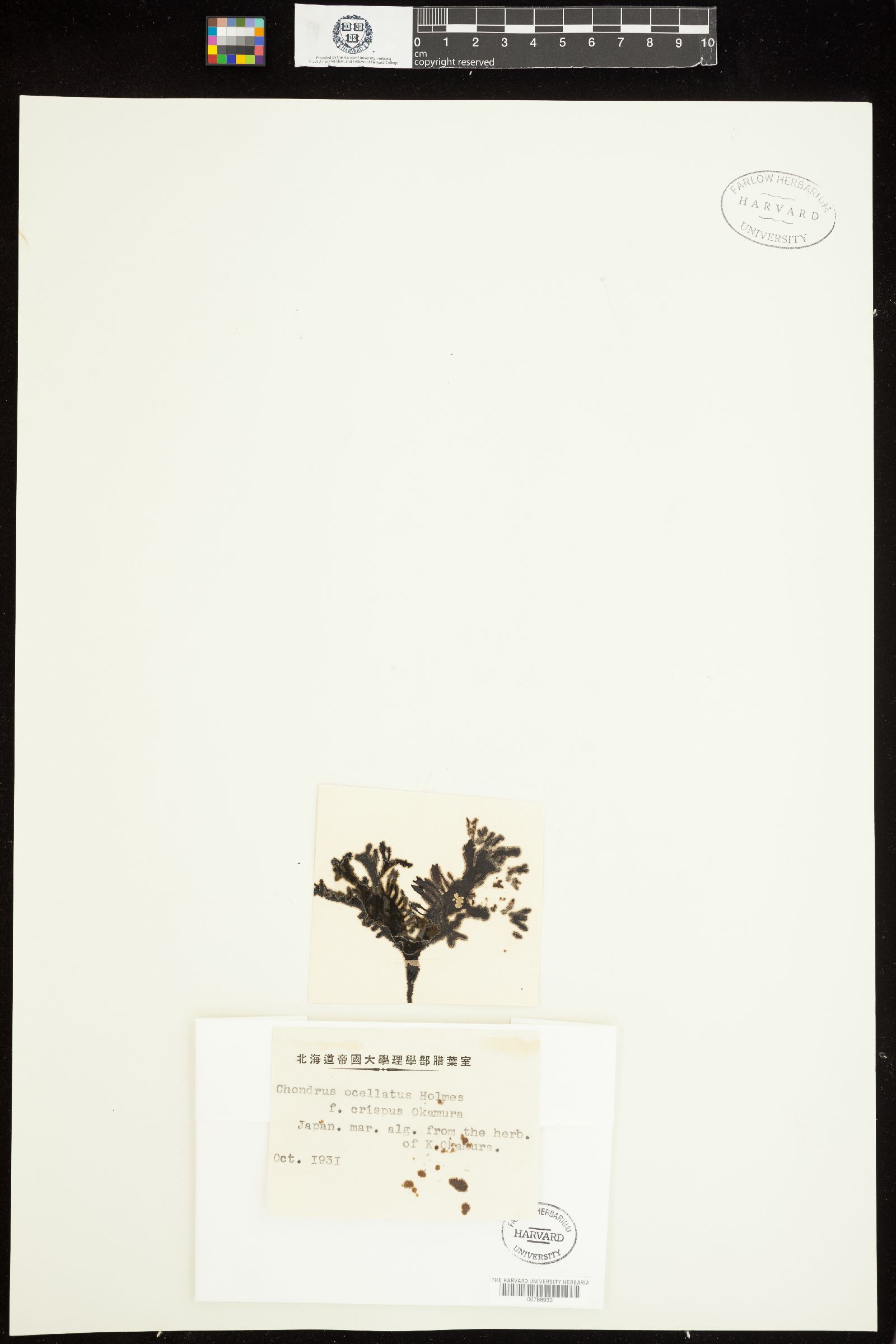 Chondrus ocellatus f. crispus image