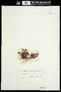 Campylaephora hypnaeoides image