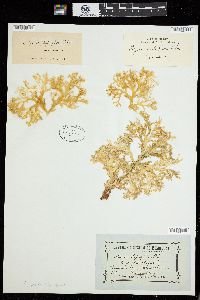 Carpopeltis phyllophora image