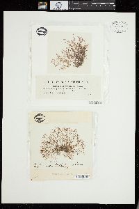 Ceramium ciliatum image