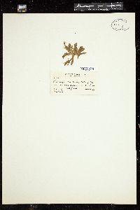 Asteronema breviarticulatum image