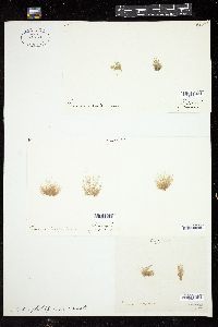 Feldmannia globifera image