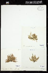 Ectocarpus glomeratus image