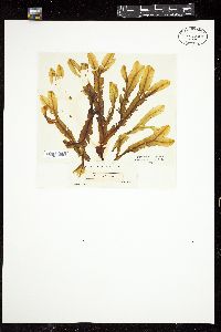 Dictyopteris polypodioides image