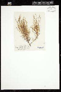 Dictyosiphon foeniculaceus image