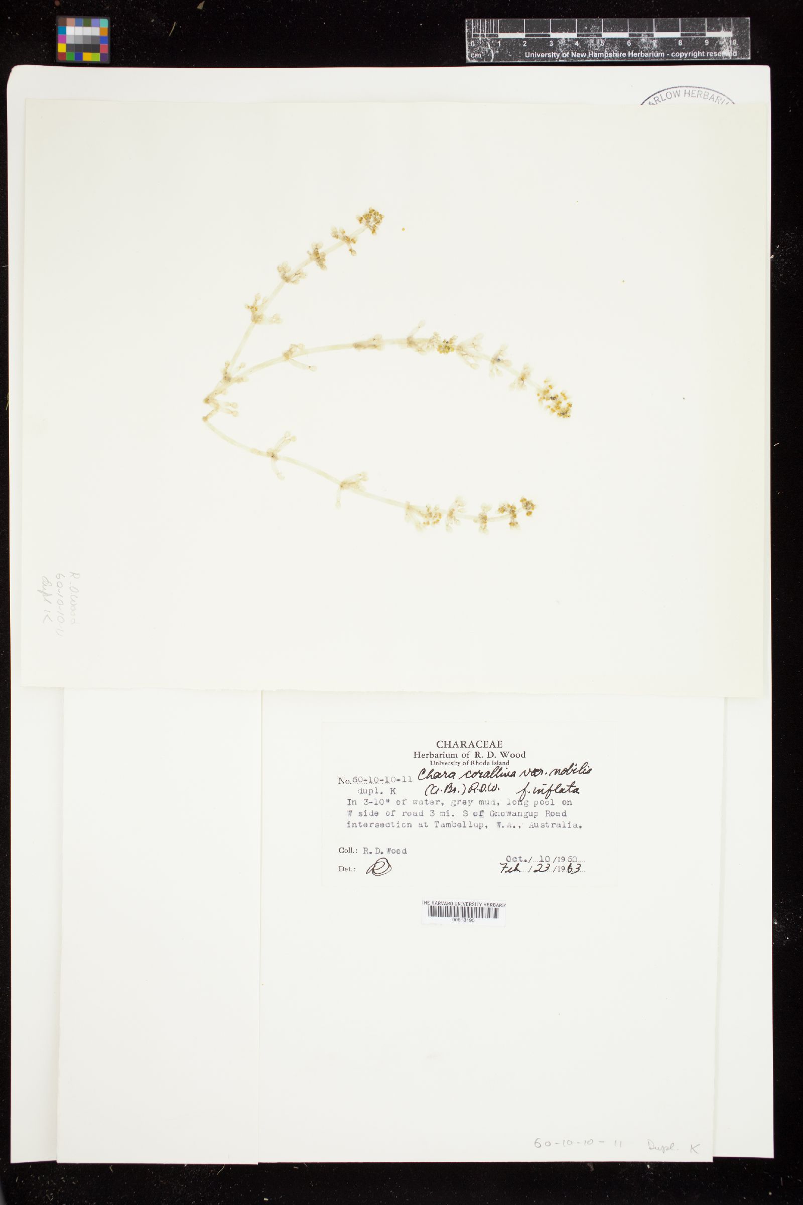 Chara australis var. nobilis image