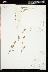 Chara zeylanica var. elegans image
