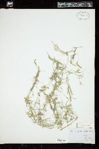 Chara polyphylla image