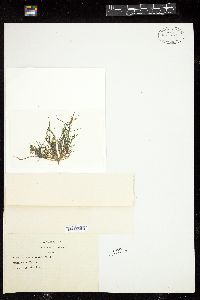 Nitella tricellularis image