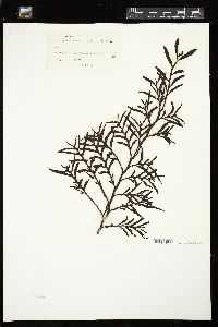 Carpophyllum elongatum image
