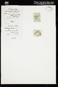 Oedogonium boscii image
