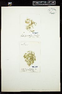 Oedogonium mexicanum image