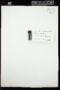 Oedogonium sexangulare image