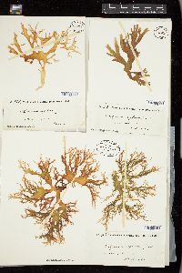 Rhodymenia erythraea image