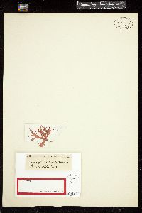 Rhodophyllis gracilarioides image