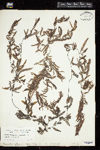 Sargassum aemulum image