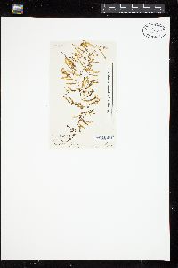 Sargassum aemulum image