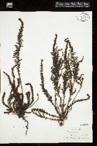 Sargassum agardhianum image