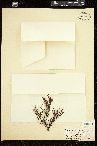 Sargassum galapagense image