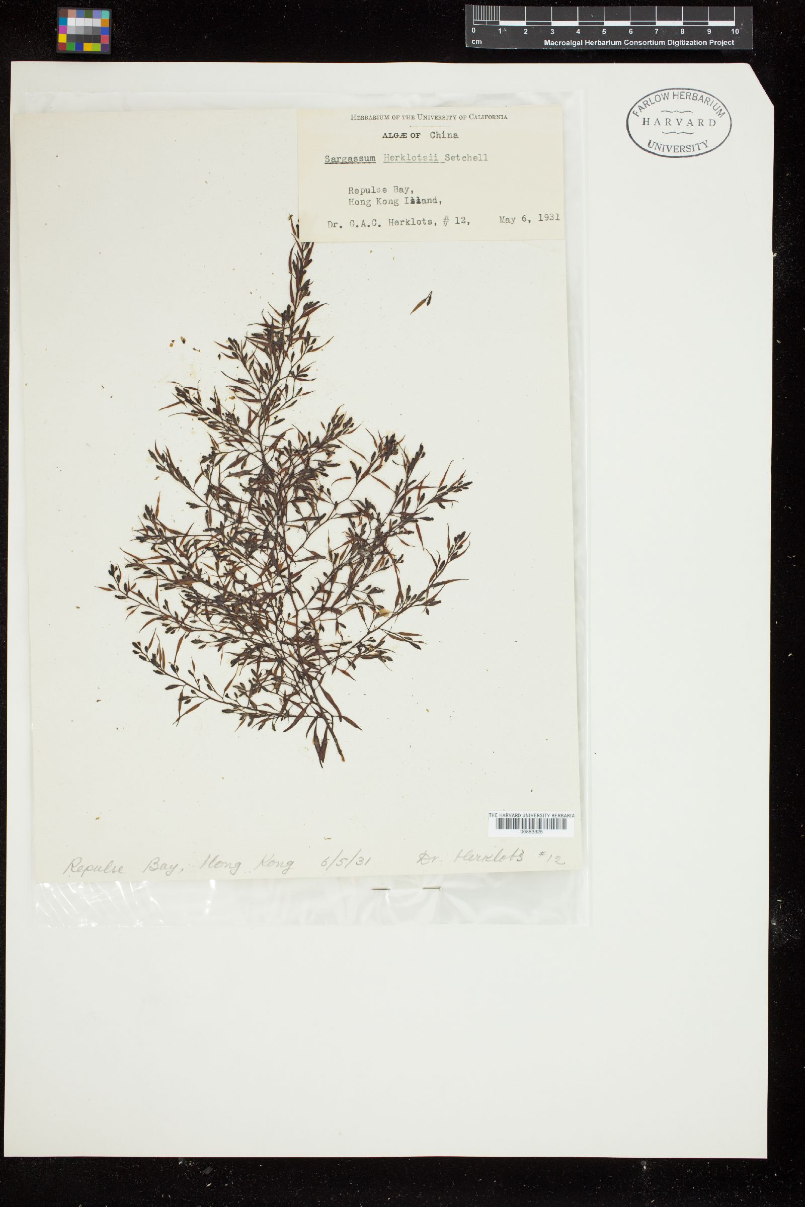 Sargassum herklotsii image
