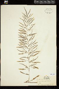 Sargassum horneri image