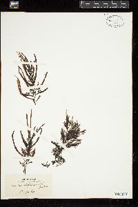 Sargassum tristichum image
