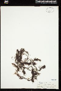 Sargassum palmeri image