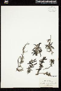 Sargassum polyacanthum image
