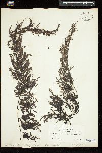 Sargassum serratifolium image