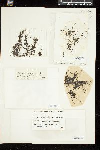 Sargassum setifolium image