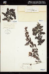 Sargassum vulgare image