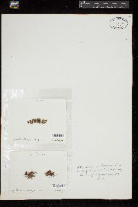 Sphacelaria novae-hollandiae image