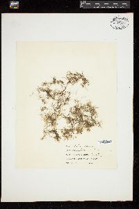 Sphacelaria novae-hollandiae image