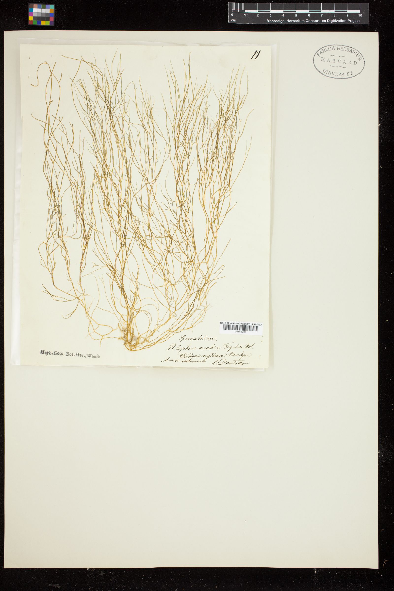 Stilophora erythraea image