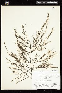 Desmarestia menziesii image